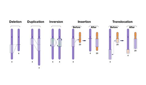 effects of genomic variation